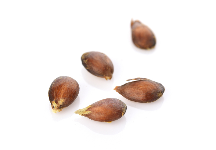 Closeup of five apple seeds on an isolated background.