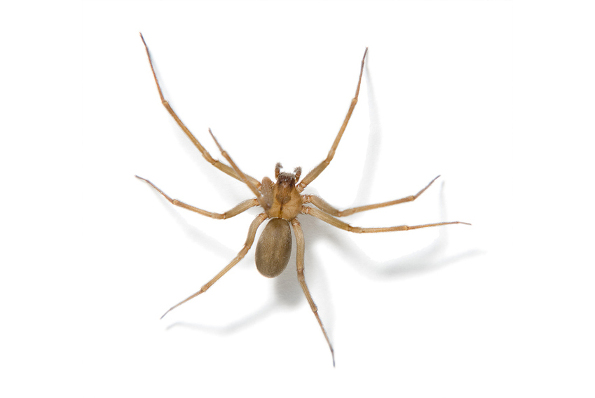 Closeup of a brown recluse spider on an isolated background.