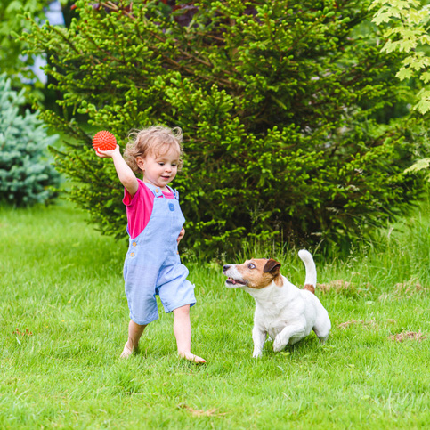 Child running barefoot on green grass lawn at backyard and throwing ball toy to dog.