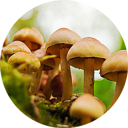 Sulphur tuft mushrooms closeup