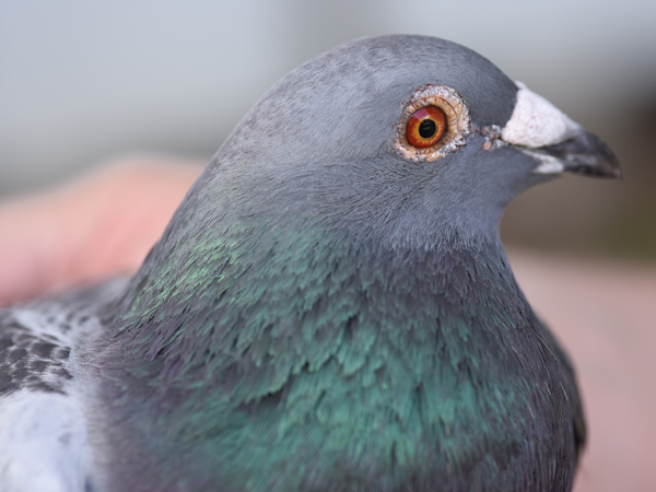 This pigeon raised by Bunn is from the Sion breed.