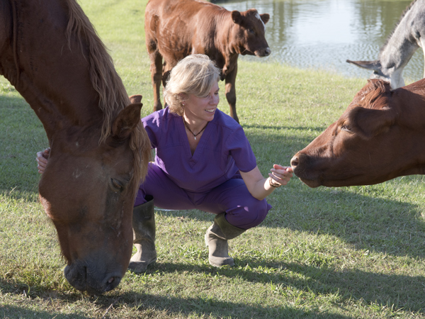 The animals on the farm are family pets, and Bully the red calf, once destined to be dinner, has little to fear now that he's been named.