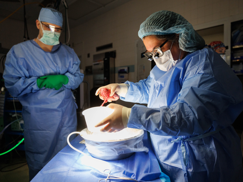 Dr. Felicitas Koller, right, lifts the left kidney of live donor Quinten Hogan from a cold solution before transplanting it into the abdomen of Hogan's mom, Tawanna Davis.