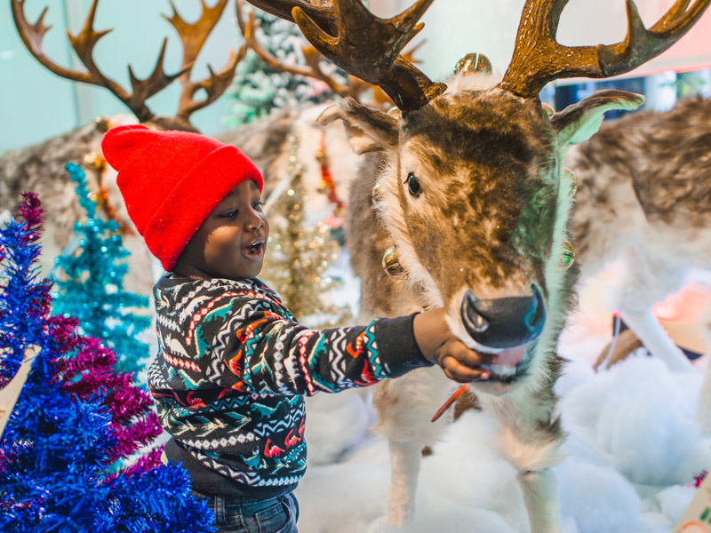Children's of Mississippi patient Kaiden Miller of Jackson feeds a reindeer at BankPlus Presents Winter Wonderland. Lindsay McMurtray/ UMMC Communications