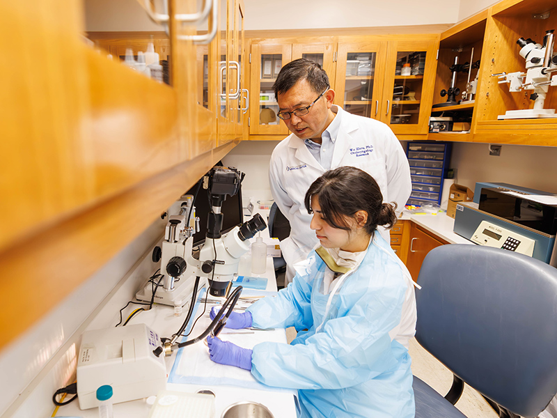 Dr. Wu Zhou, professor and director of the research division in the Department of Otolaryngology-Head Neck Surgery and PI and director of the BARC, in the lab with research associate Dr. Zelma Iriarte.