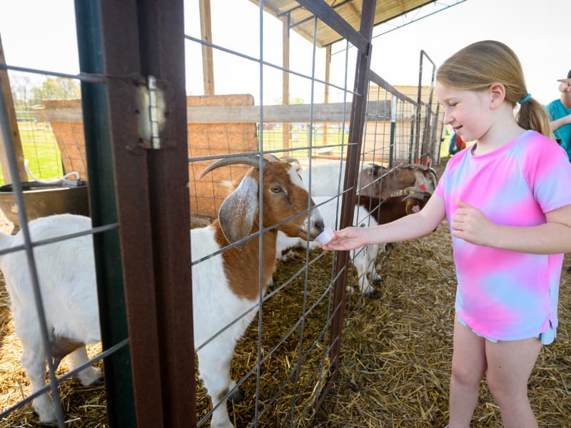 A girl feeds a goat at Family Fun Day 2026.