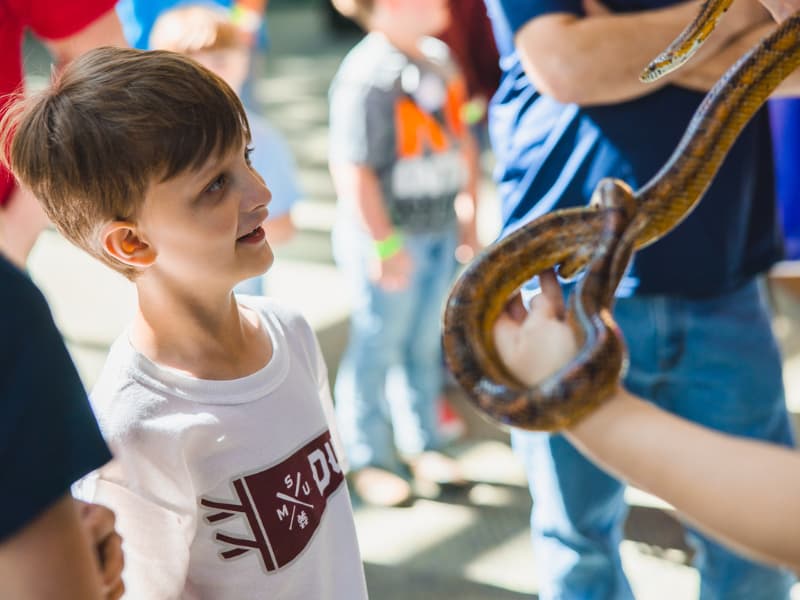 A boy in a white tshirt looks at a snake during Family Fun Day