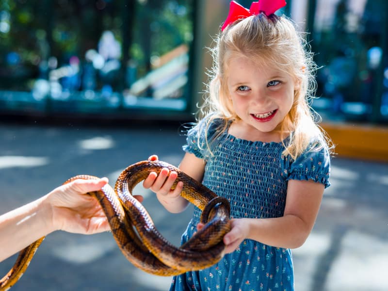 A girl with a red bow in her hair holds a snake at Family Fun Day