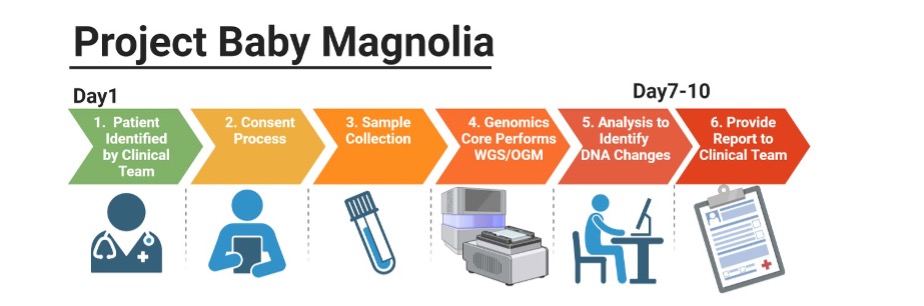 Project Baby Magnolia 10-day timeline illustration. Go to the image long description for details.