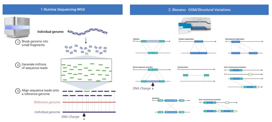Illustration 1: Illumina Sequencing for WGS. Illustration 2: Bionano: OGM/Structural Variations. Full details are in the image long description.