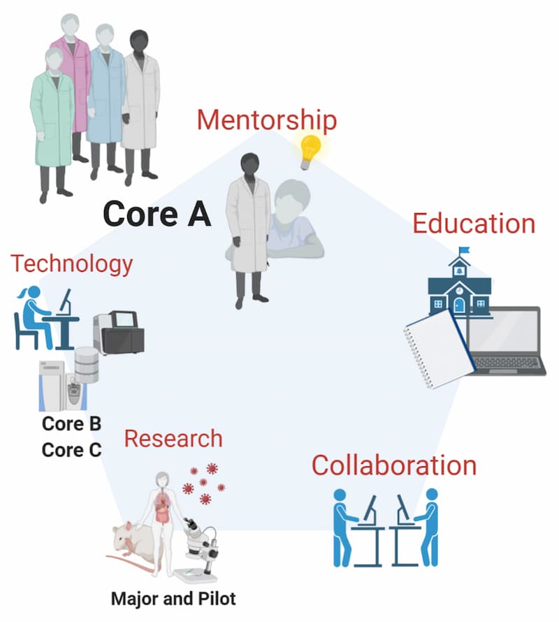 This graphic shows the items that make up Core A with a pentagon helping illustrate it. At the top of the pentagon is mentorship, and, going clockwise throughout the shape are education, collaboration, Research (Major and Pilot), and Technology (Core B, Core C).