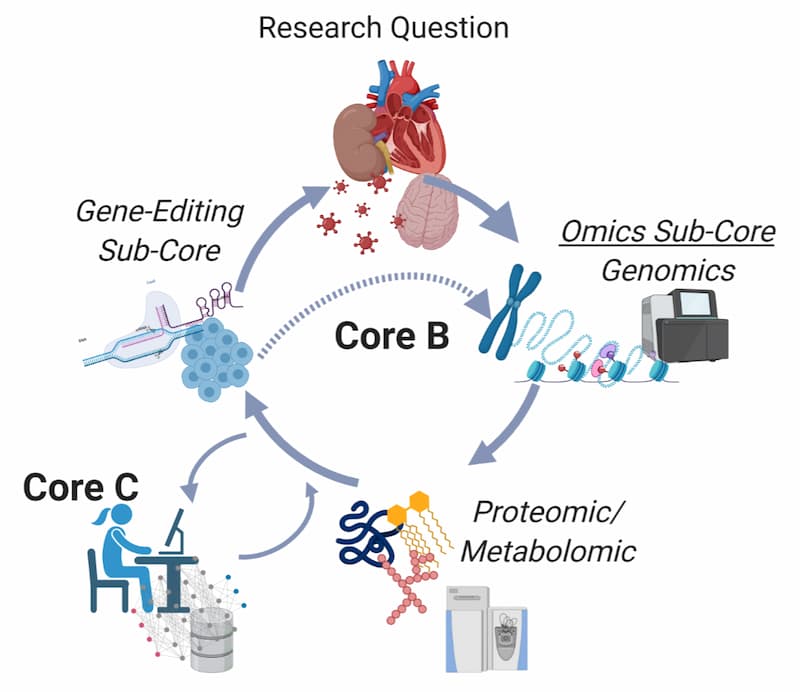 This graphic has the words Core B in the center of a circle with arrows, indicating a flow. At the top of the circle is Research Question, with an arrow to Omnics Sub-Core Genomics, with an arrow to Proteomic/Metabolomic. From that, there is an arrow to Gene-Editing Sub-Core. Between the states of proteomic/ metabolomic and the gene-editing sub-core, there is an off-shoot to Core C. 