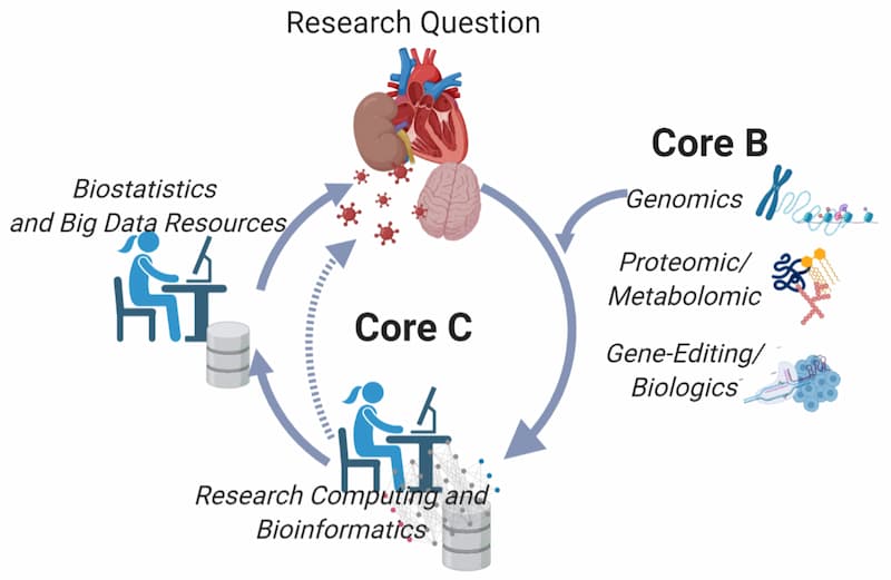 This graphic has the words Core C in the center of a circle with arrows, indicating a flow. At the top of the circle is Research Question, with an arrow to Omnics Sub-Core Genomics, with an arrow to Research Computing and Bioinformatics. Between the Research question and research computing and bioinformatics there is an off-shoot to Core B, which includes genomics, proteomic. metabolomic and Gene-editing/ biologics. After the research computing and bioinformatics, there is an arrow to biostatistics and big data resources.