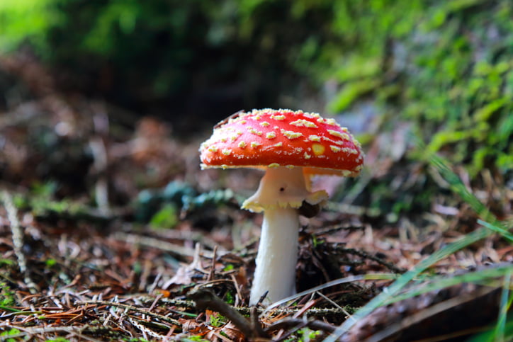 Closeup of an amanita mushroom in the wild.