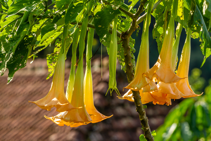 Closeup of nine angel's trumpet flowers hanging from a branch outdoors.