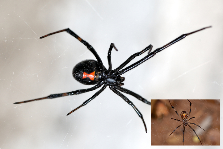 Closeup of a black widow spider on a web with an iset of a brown widow spider on a web.