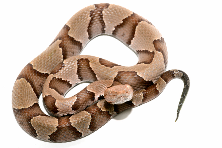 Closeup of a copperhead snake on an isolated background.
