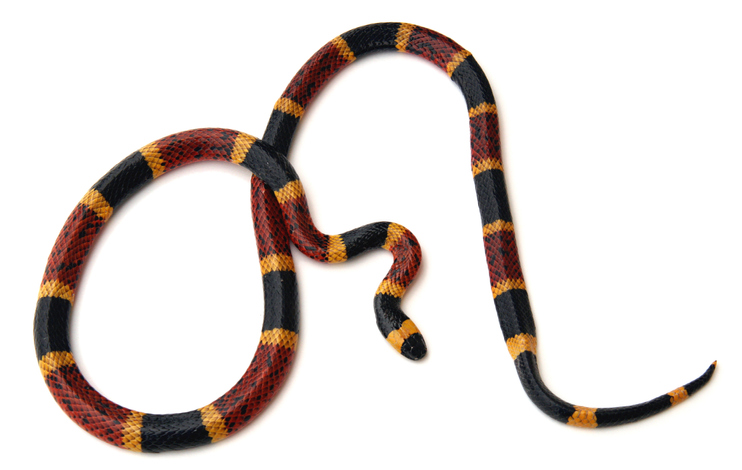 Closeup of a coral snake on an isolated background.