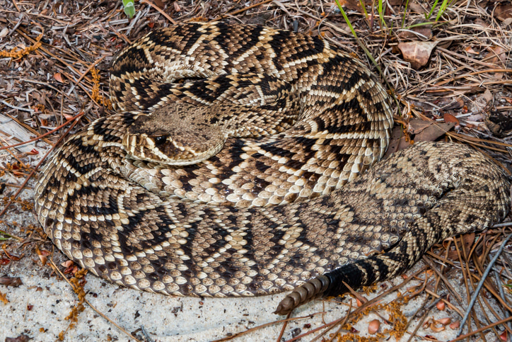 Closeup of an eastern diamondback rattlesnake.
