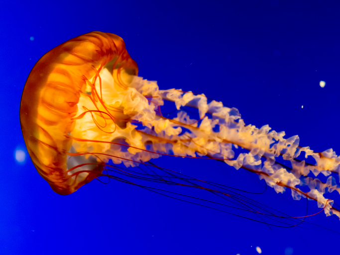 Closeup of a swimming jellyfish.