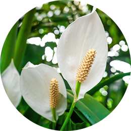 Peace lilies closeup