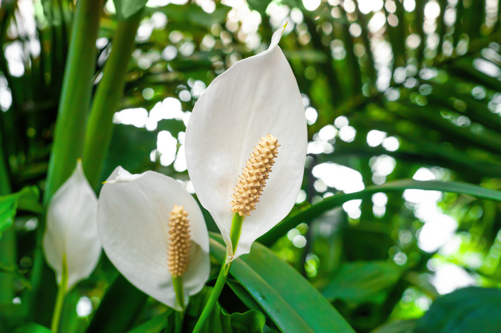 Closeup of two peace lilies in the wild.