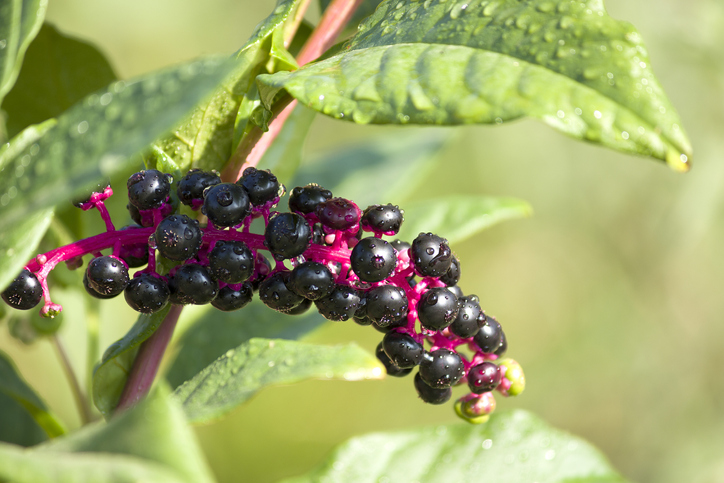 Closeup of dew-covered pokeweed with a cluster of pokeberries.