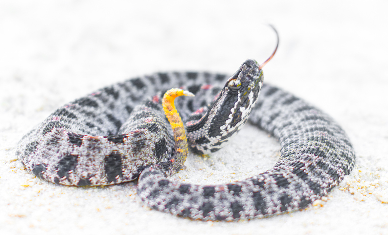 Closeup of a pygmy rattlesnake.