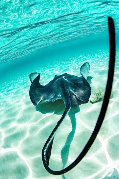 Rear view of stingray swimming underwater.