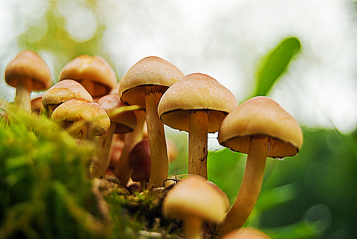 Closeup of a patch of sulphur tuft mushrooms in the wild.