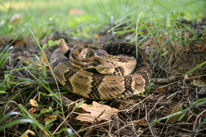 Closeup of a timber rattlesnake.