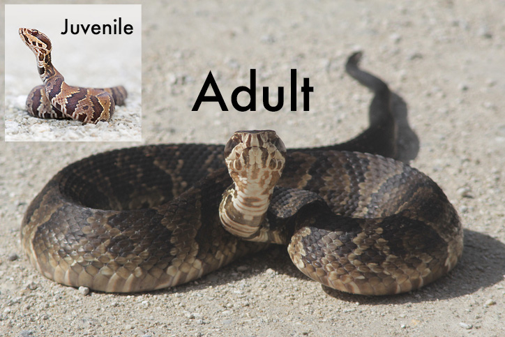 Closeup of an adult water moccasin with a label of Adult. Inset of juvenile water moccasin with label of Juvenile on uppper left.