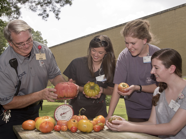 Blanton weighs the biggest tomato weighing in close to 4 lbs, while OT students Allie House, Abigail Hartman and Jennifer McNair compare with Blanton's other tomatoes.