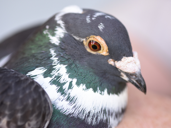 This pigeon raised by Bunn is from the Sion breed.