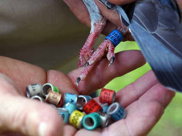 Bunn places a tiny GPS band on the foot of his pigeons to record their time during a race.