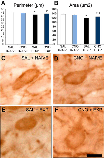 After drug exposure, rats with sexual experience (SAL + EXP)have smaller VTA dopamine cells, shown in darker orange,  than inexperienced rats (NAIVE) and experienced rats with the dopamine signaling shut off (CNO + EXP).