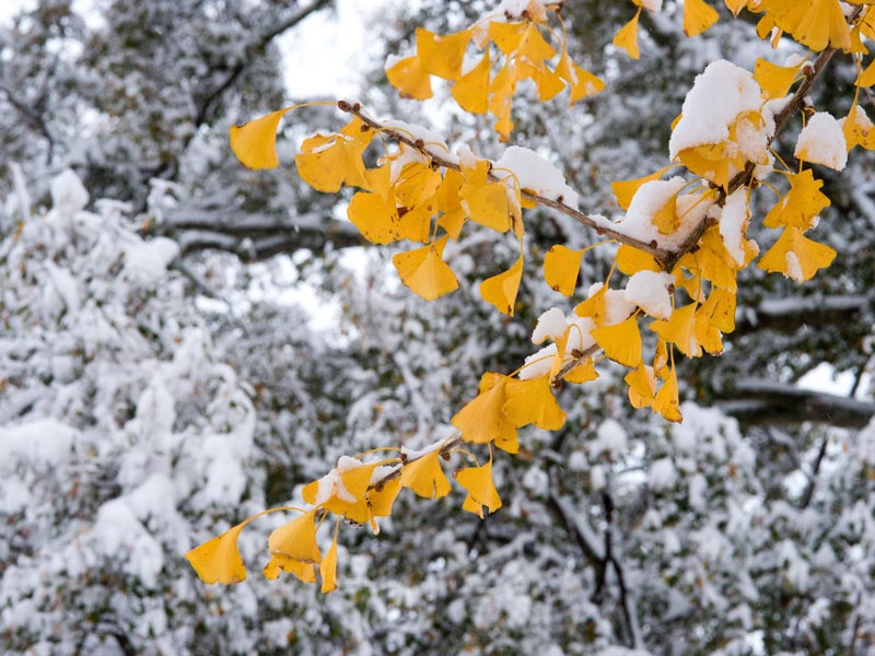 The golden yellow of gingko contrasts the stark winter landscape.