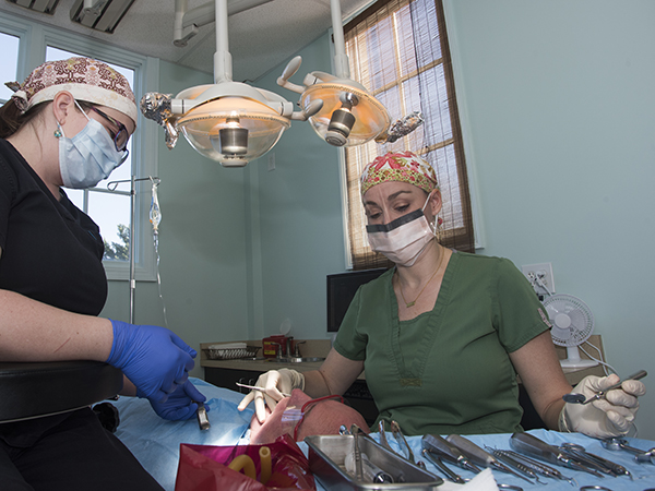 Deming-Jefcoat performs a procedure on Robert Sekul of Brandon at her practice in Madison with the help of Dental Assistant Katie Neal.