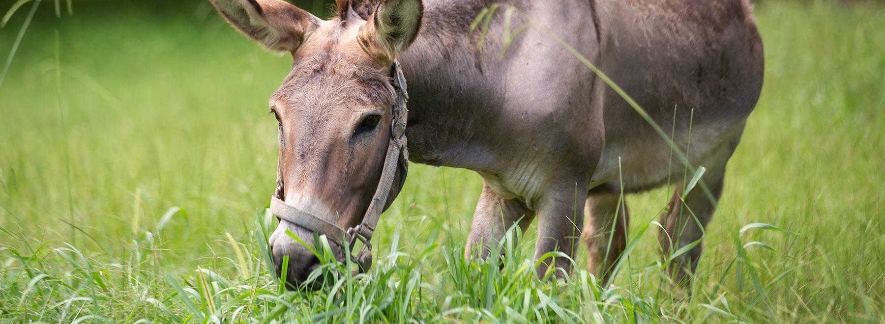 Bobo the Donkey