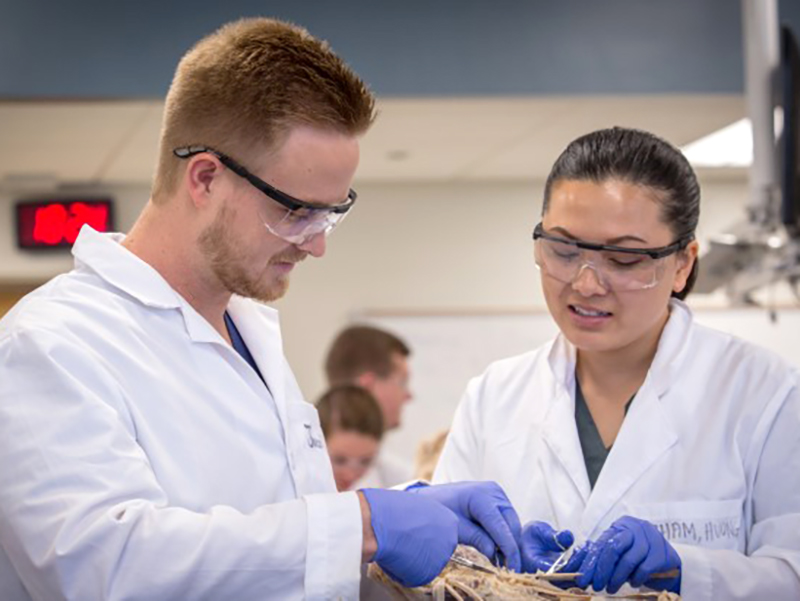 Working side by side, Jacob Huff, D.P.T. student, and Huang Pham, O.T.D. student, study the muscles of their "first patient."