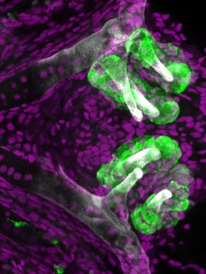 Zebrafish teeth (labeled with a green fluorescent protein) along the pharyngeal jaw about five days post-fertilization.