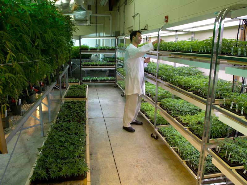 Senior research scientist Dr. Suman Chandra checks plants at the National Center for Natural Products Research at the University of Mississippi campus in Oxford.