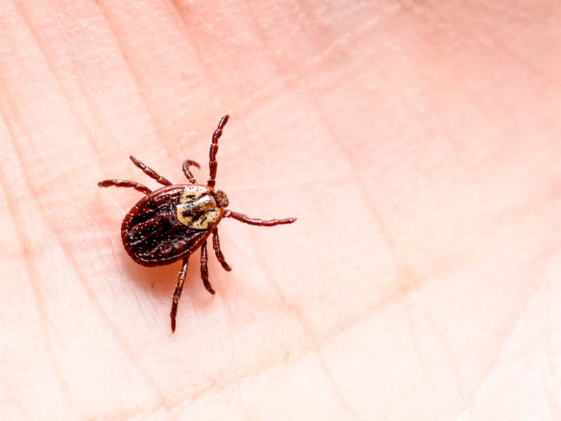 Tick, tick, tick – time is short when these arachnids attack - University of Mississippi Medical Center