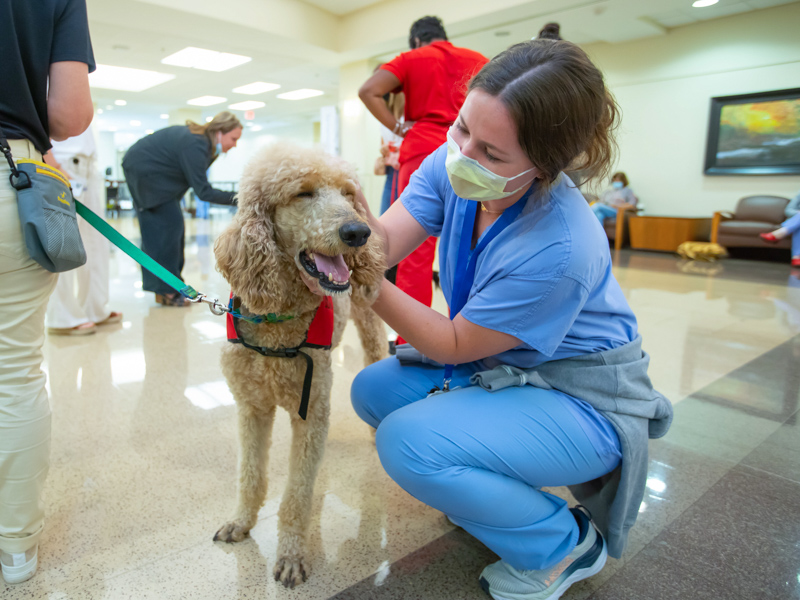 Registered nurse Maggie Nance takes a break from the post anesthesia care unit to pet therapy dog Banjo, a pup with the Alliance of Therapy Dogs, as part of National Nurses Week. Melanie Thortis/ UMMC Communications 