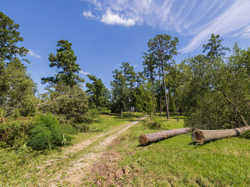 Removal of trees on a section of the UMMC campus has been necessary so excavations can proceed in the Asylum Hill Project. Melanie Thortis/ UMMC Communications 