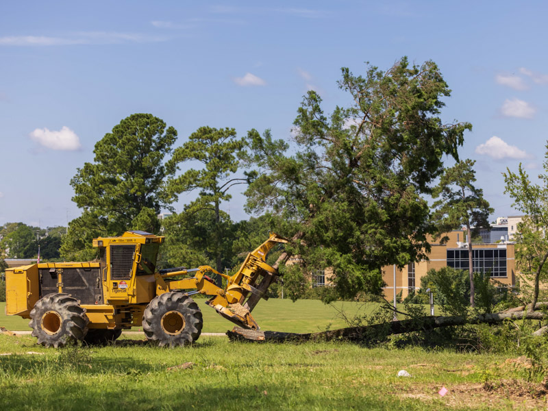 A harvesting machine known as a feller buncher takes down a hardwood during the tree removal phase of the Asylum Hill Project. The project includes plans for tree replanting to re-establish the tree canopy on campus. Melanie Thortis/ UMMC Communications 